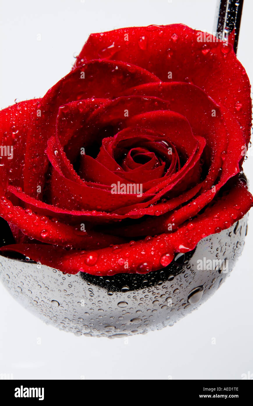 Red rose with water droplets in metal ladle Stock Photo - Alamy