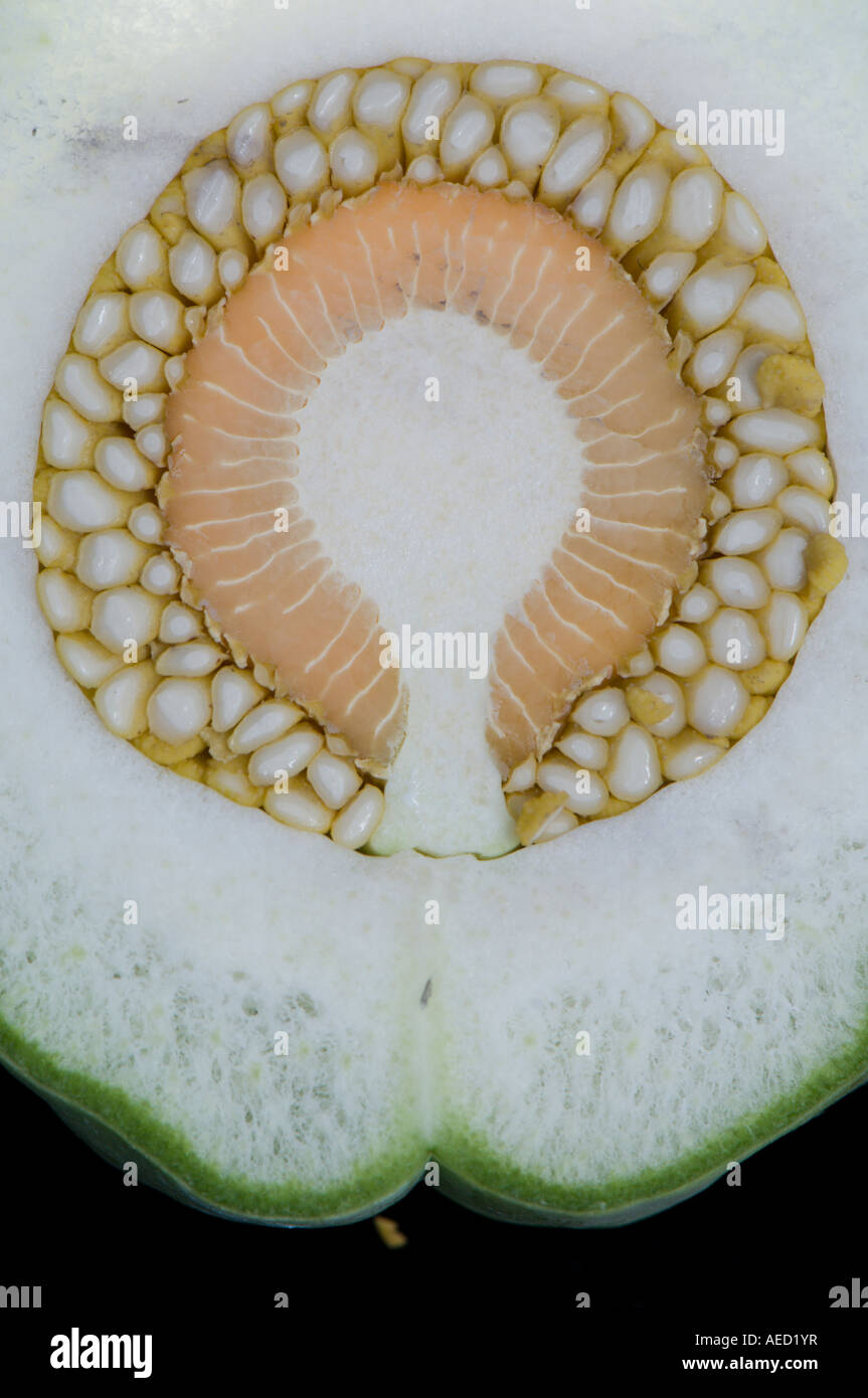 White Bladderflower or Cruel Plant (Araujia sericifera) inmature, split ...