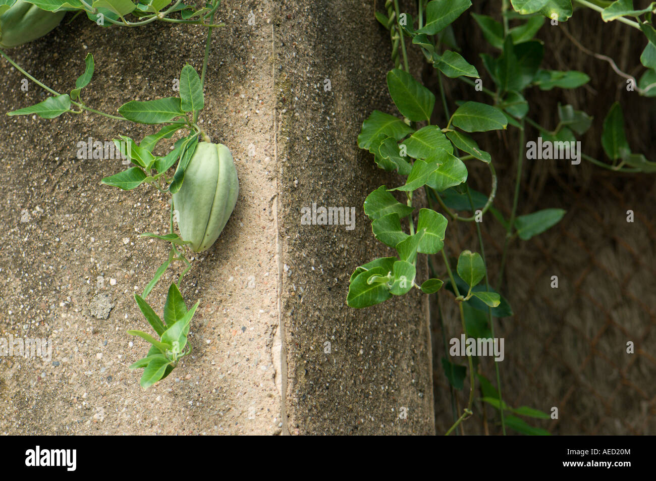 Planta asclepiadaceae hi-res stock photography and images - Alamy