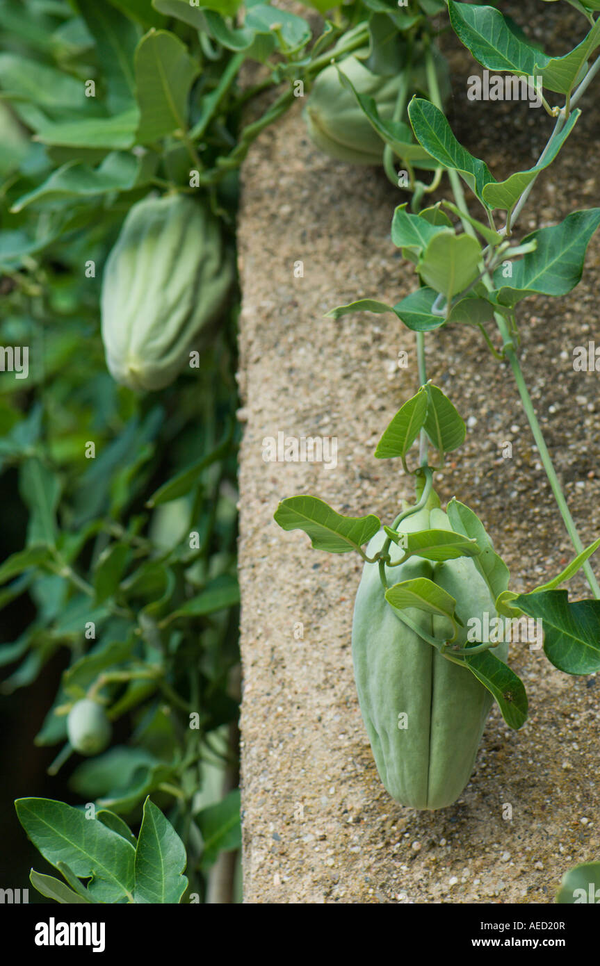 White Bladderflower or Cruel Plant (Araujia sericifera) fruit and vine ...