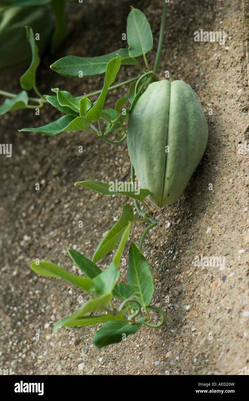 Miraguano hi-res stock photography and images - Alamy