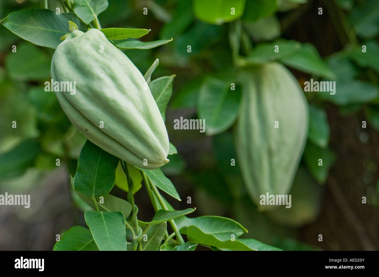 White Bladderflower or Cruel Plant (Araujia sericifera) two fruits and ...