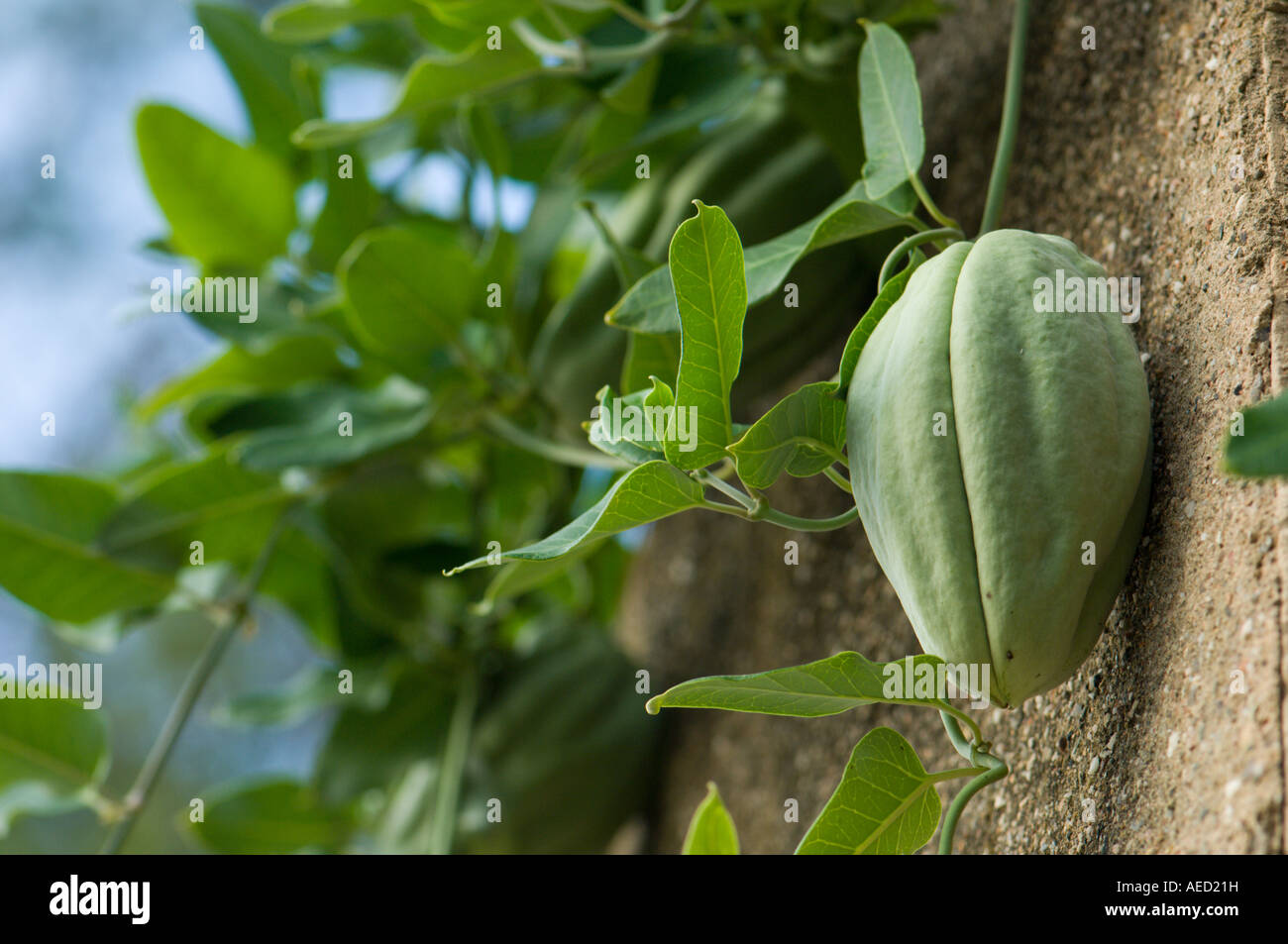 White Bladderflower or Cruel Plant (Araujia sericifera) fruit and vine ...