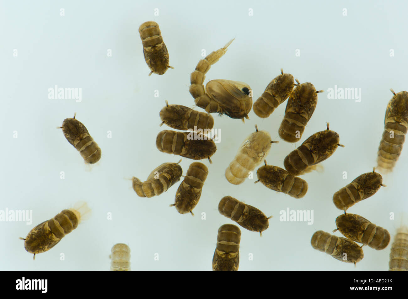 Several pupae of the Asian Tiger Mosquito (Aedes albopictus), Spain ...