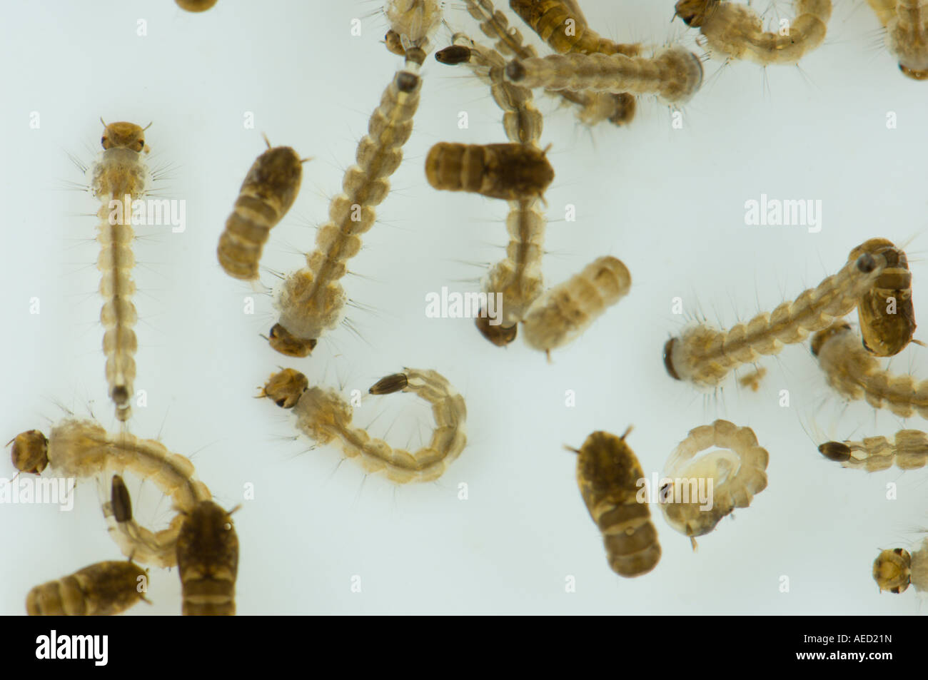 Several larvae and pupae of the Asian Tiger Mosquito (Aedes albopictus ...