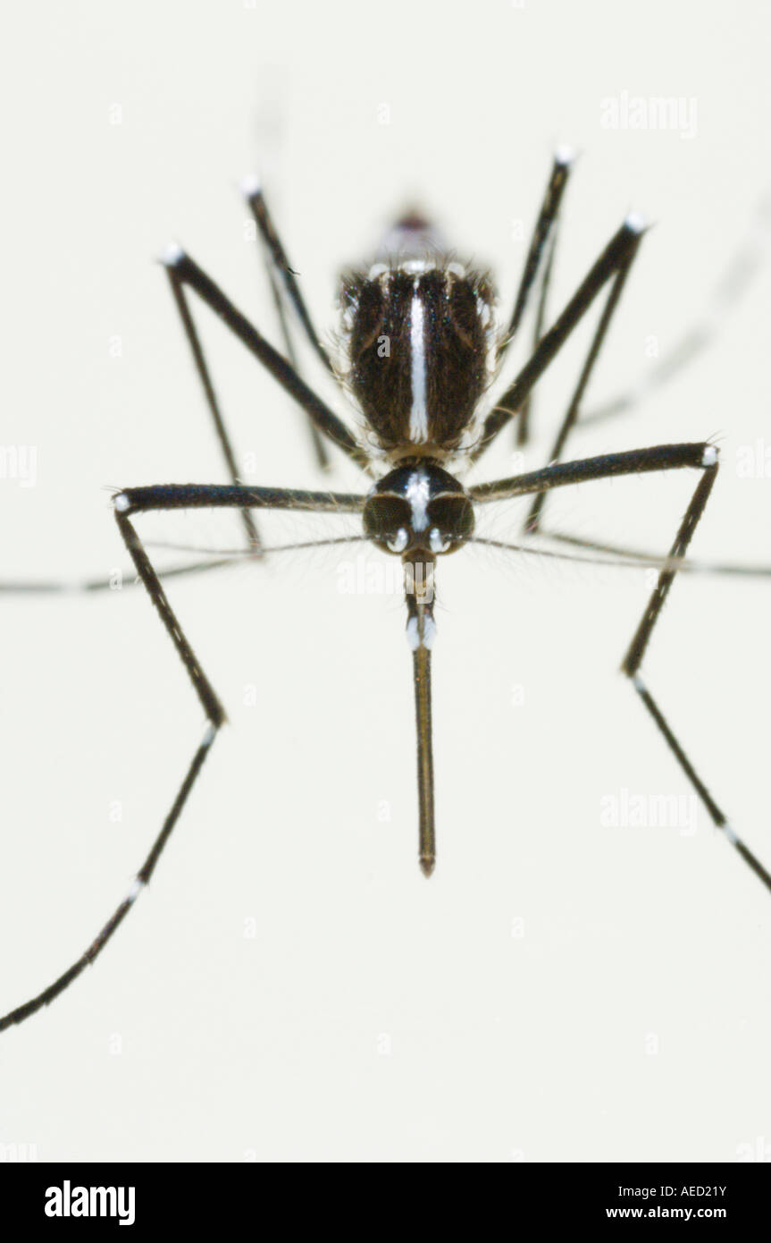 Newly born female Asian Tiger Mosquito (Aedes albopictus) resting at ...