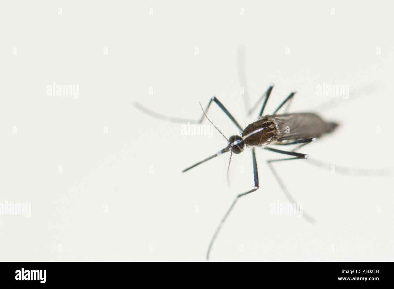 Newly born female Asian Tiger Mosquito (Aedes albopictus) resting at ...
