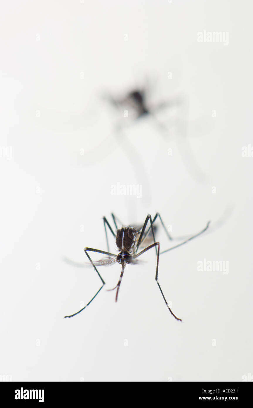 Newly born female Asian Tiger Mosquito (Aedes albopictus) resting at ...