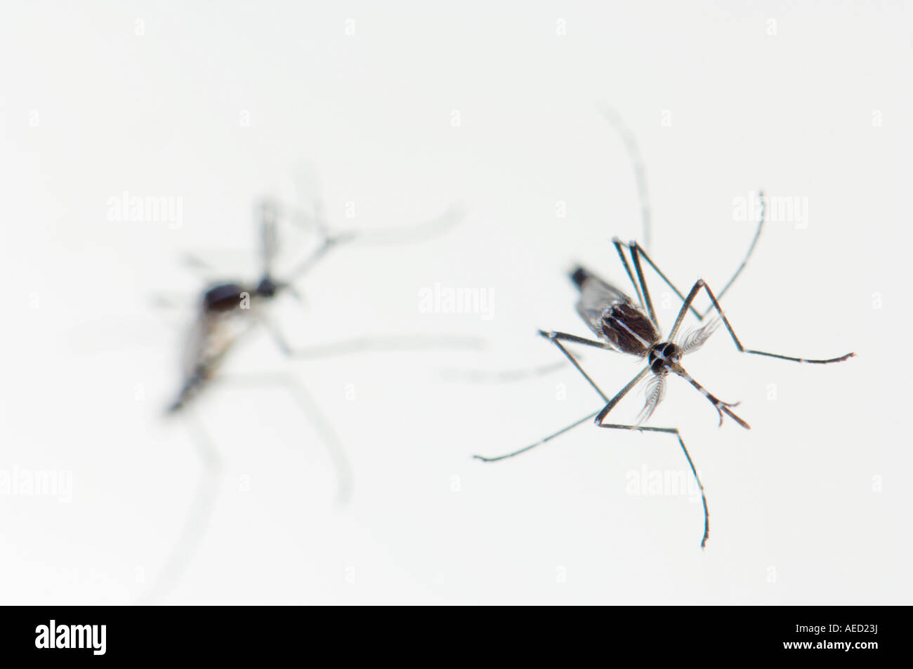 Newly born female Asian Tiger Mosquito (Aedes albopictus) resting at ...