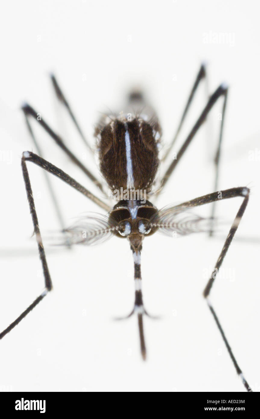 Newly born male Asian Tiger Mosquito (Aedes albopictus) resting at the ...