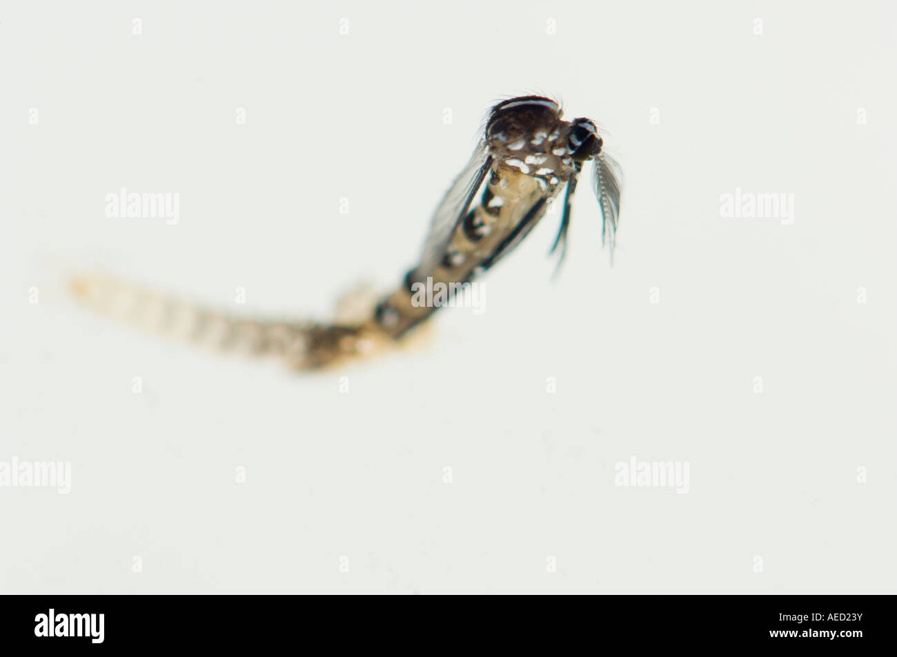 Birth of a male Asian Tiger Mosquito (Aedes albopictus) emerging from ...