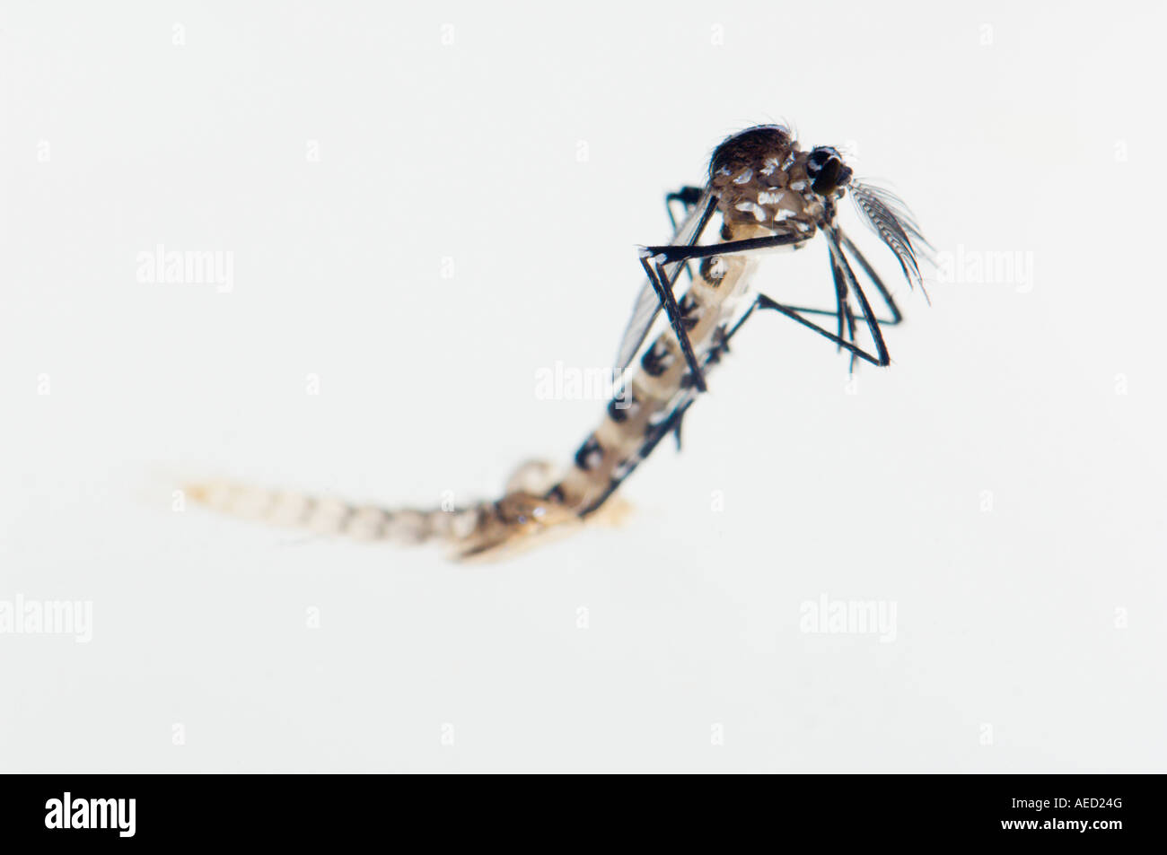 Birth of a male Asian Tiger Mosquito (Aedes albopictus) emerging from ...