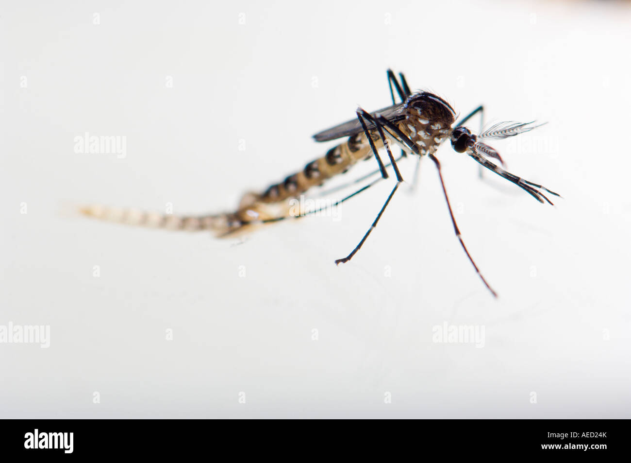 Newly born male Asian Tiger Mosquito (Aedes albopictus) resting at the ...