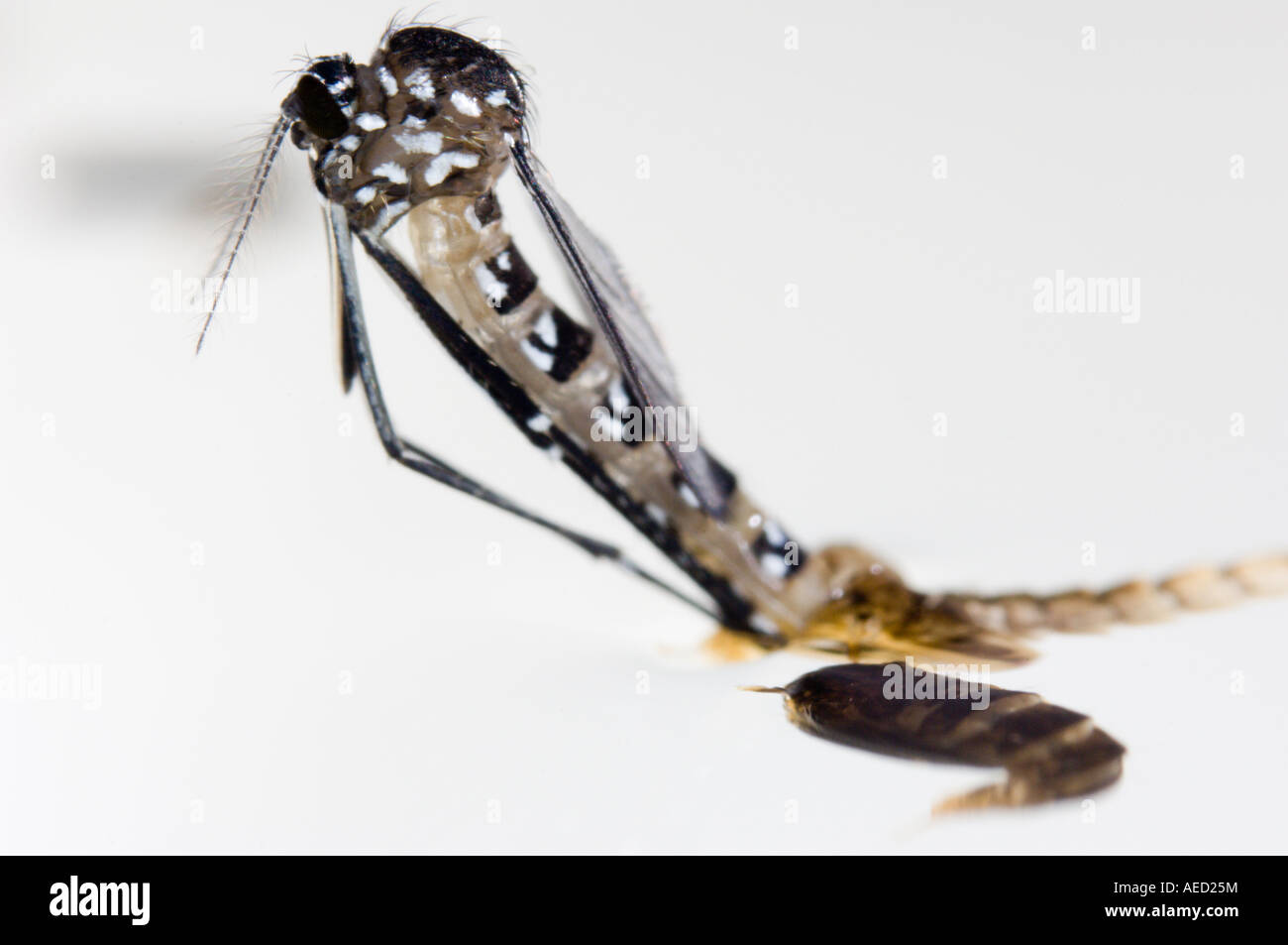 Birth of a female Asian Tiger Mosquito (Aedes albopictus) emerging from ...