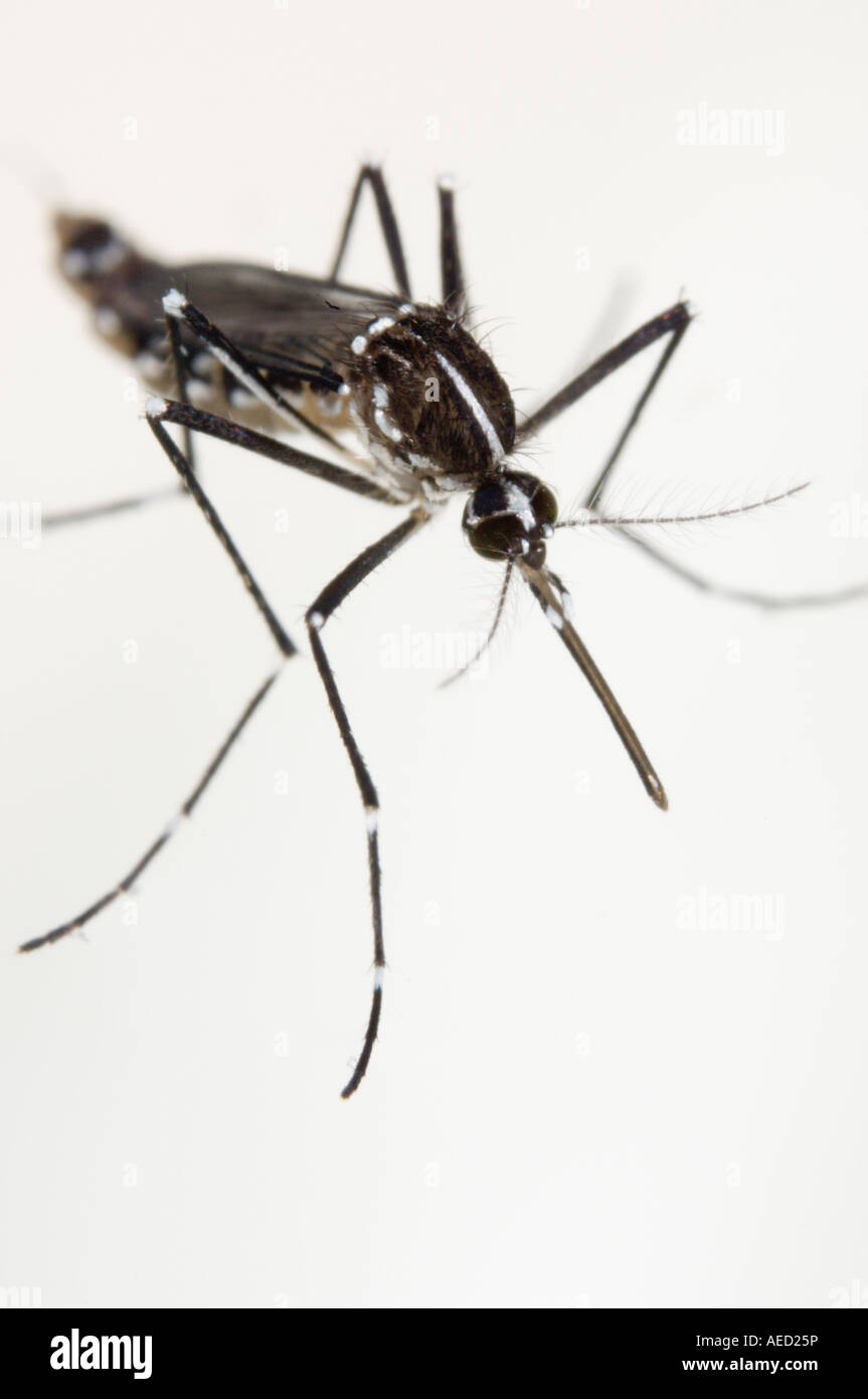 Newly born female Asian Tiger Mosquito (Aedes albopictus) resting at ...