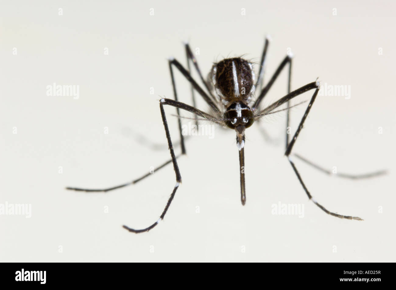 Newly born female Asian Tiger Mosquito (Aedes albopictus) resting at ...
