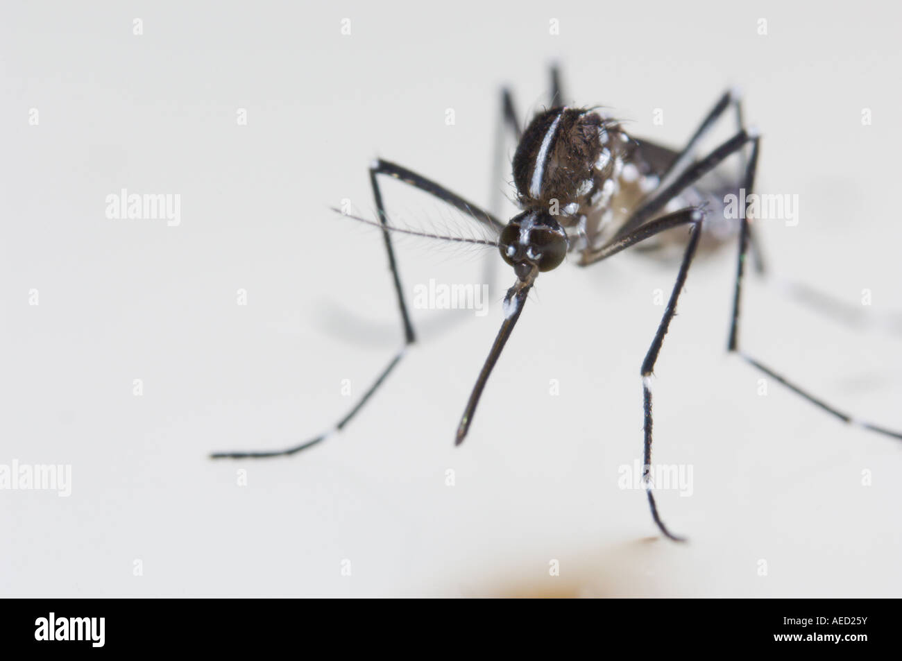 Newly born female Asian Tiger Mosquito (Aedes albopictus) resting at ...