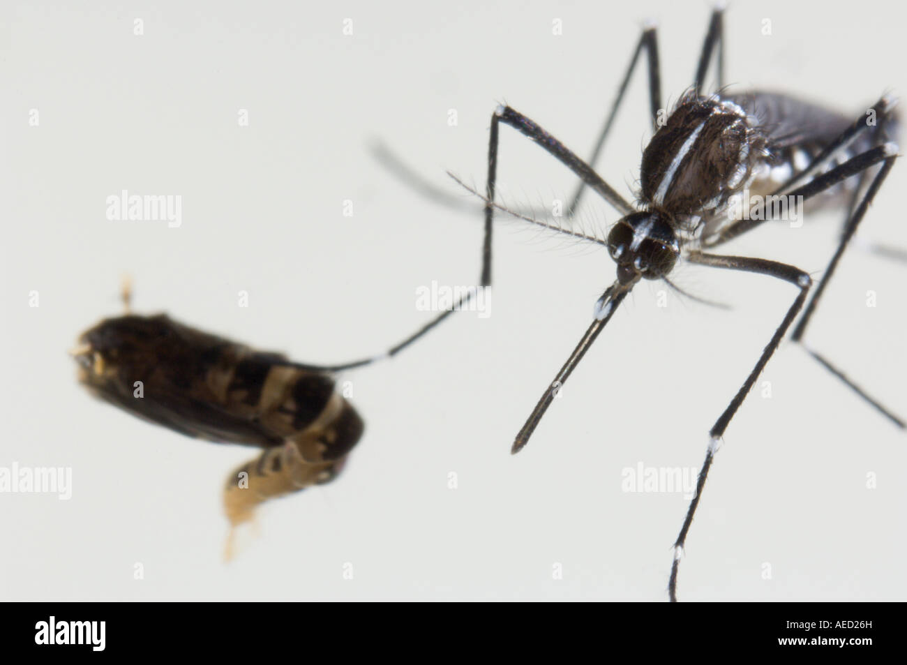 Adult female of the Asian Tiger Mosquito (Aedes albopictus), recently ...