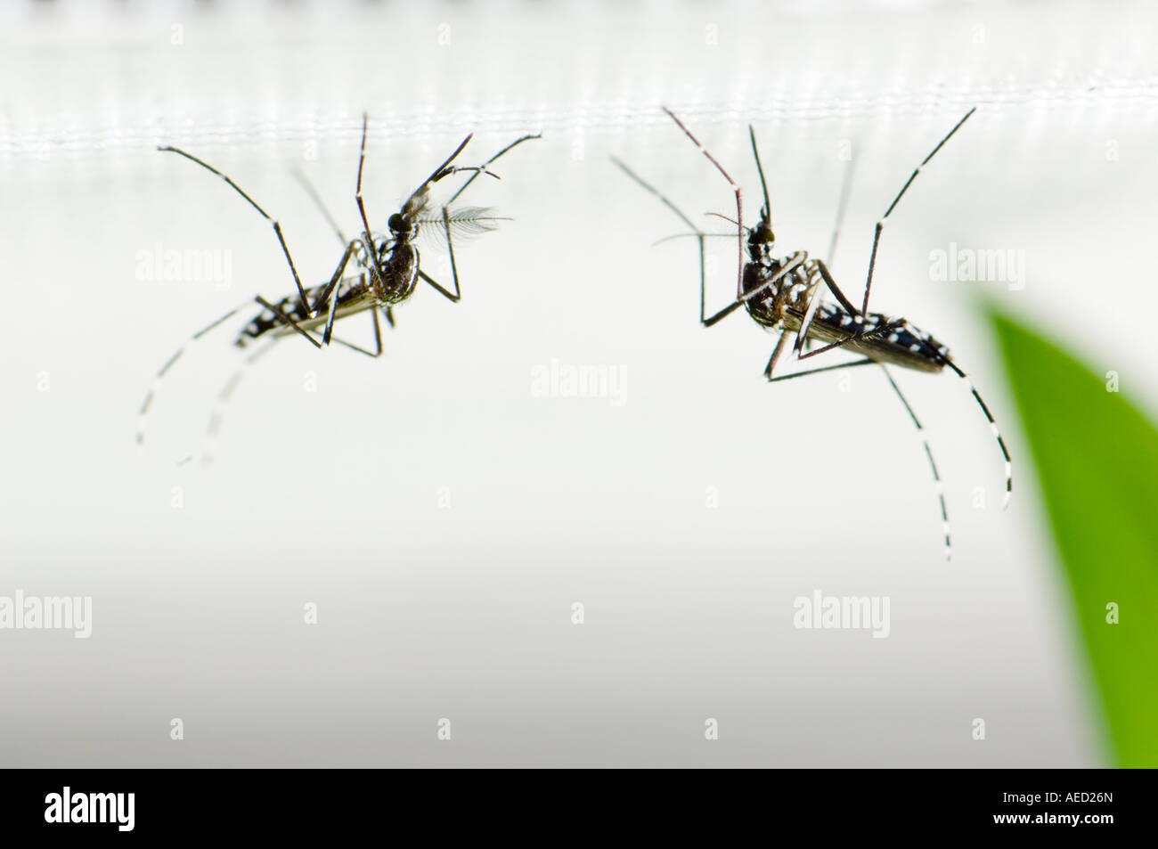 Adult Resting Couple female On The Right Of The Asian Tiger Mosquito adult-resting-couple-female-on-the-right-of-the-asian-tiger-mosquito