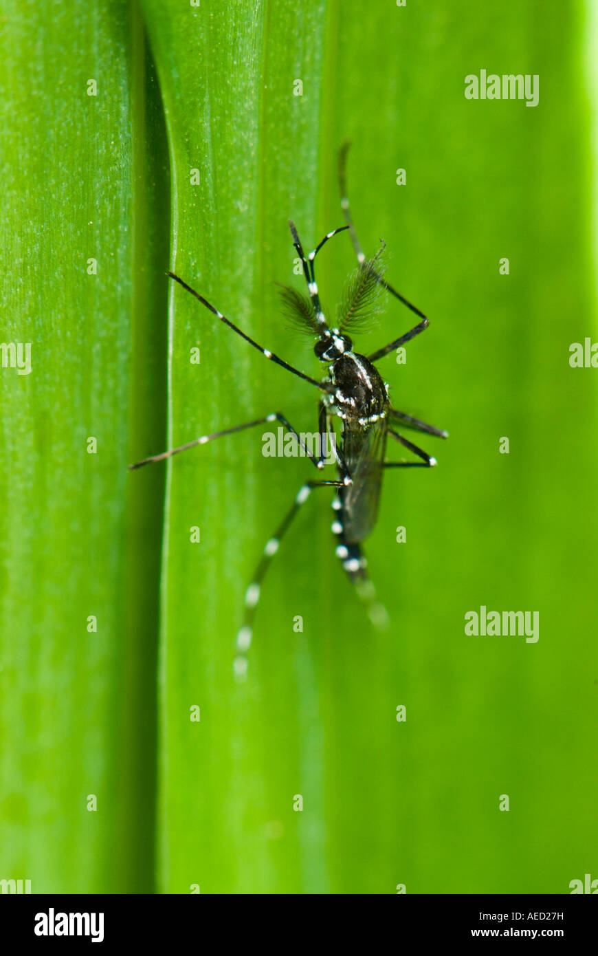 Adult Resting Female Of The Asian Tiger Mosquito Aedes Albopictus adult-resting-female-of-the-asian-tiger-mosquito-aedes-albopictus