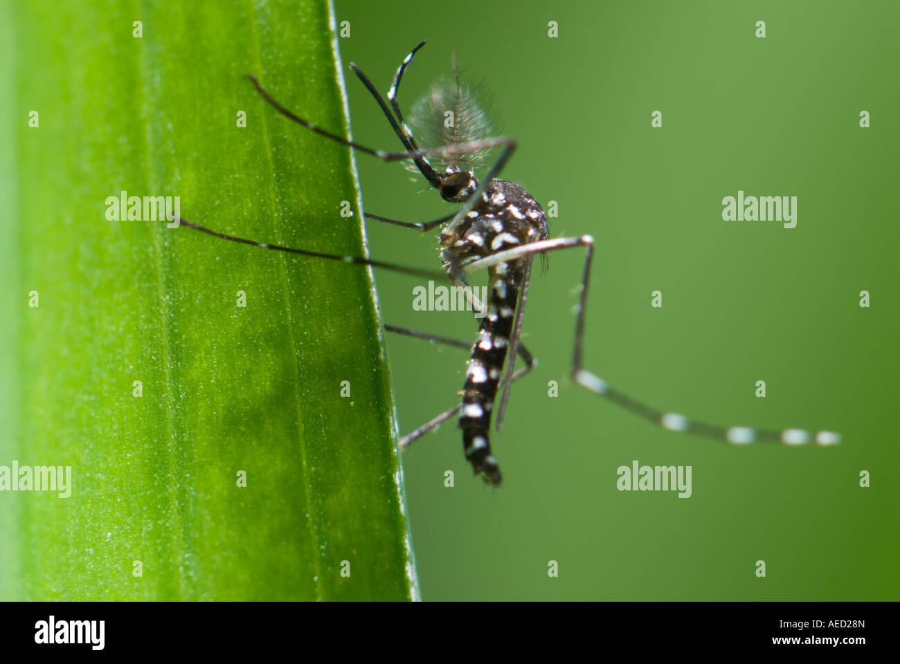 Adult Resting Male Of The Asian Tiger Mosquito Aedes Albopictus adult-resting-male-of-the-asian-tiger-mosquito-aedes-albopictus