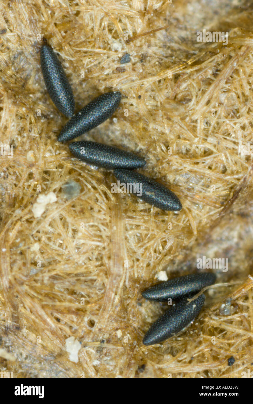 Dry eggs of the Asian Tiger Mosquito (Aedes albopictus