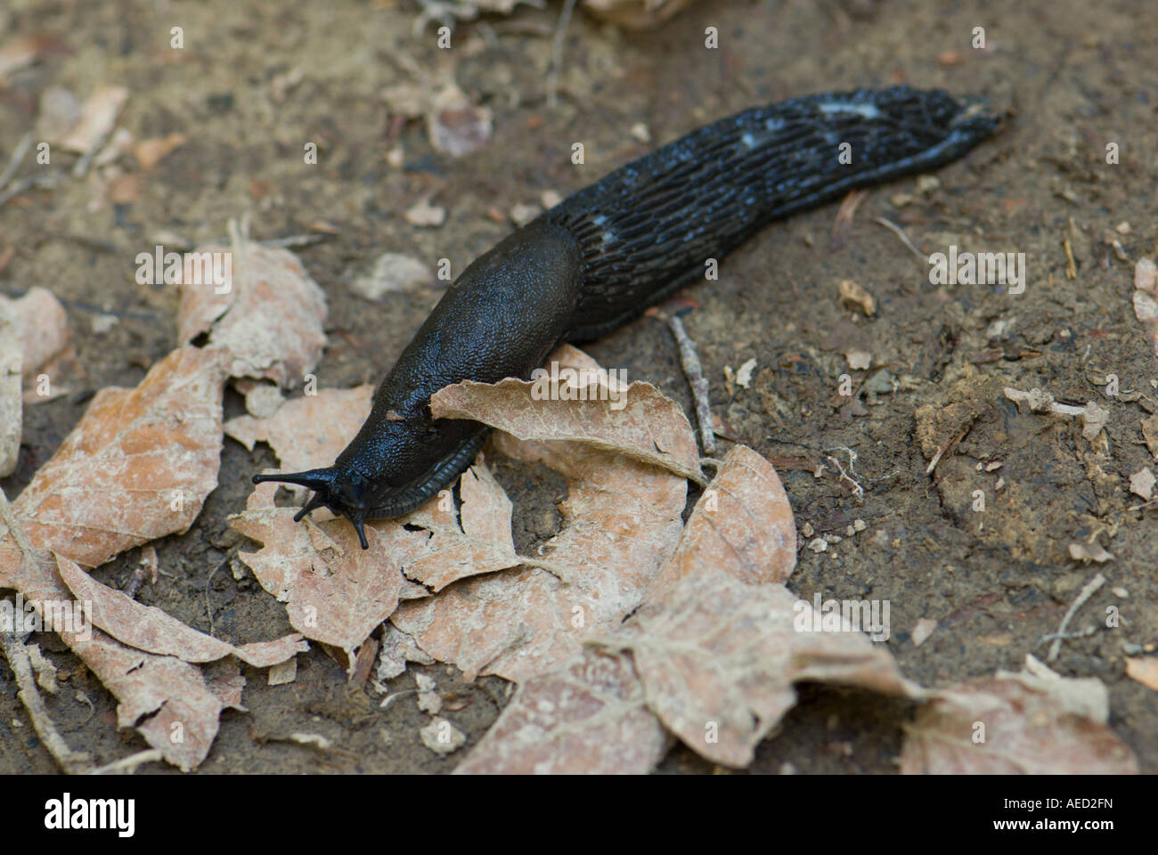 Black slug, Spain Stock Photo - Alamy