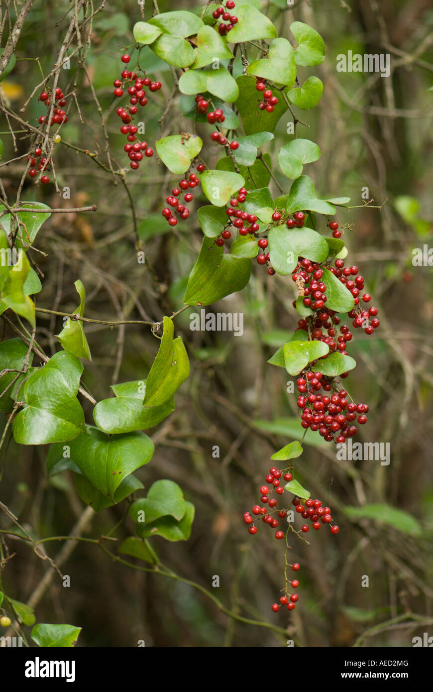 Common smilax (Smilax aspera), fruits Stock Photo