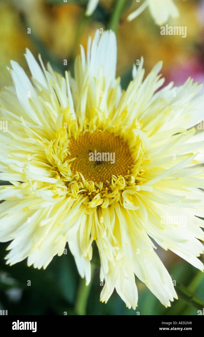 shasta daisy Leucanthemum superbum Gold Rush Stock Photo