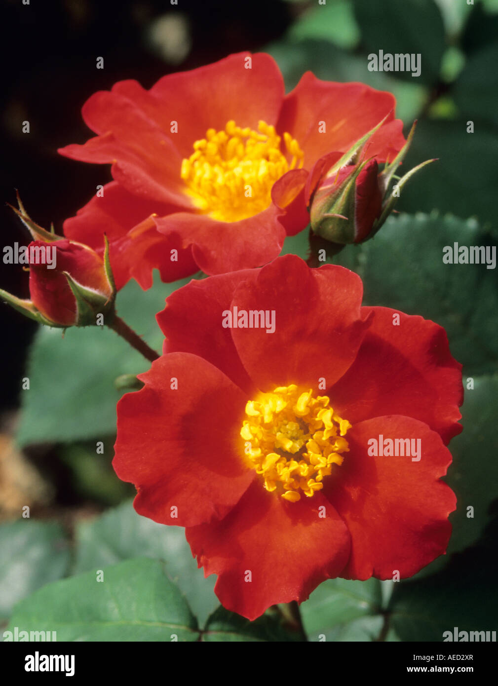 shrub rose Rosa Star Gazer Stock Photo
