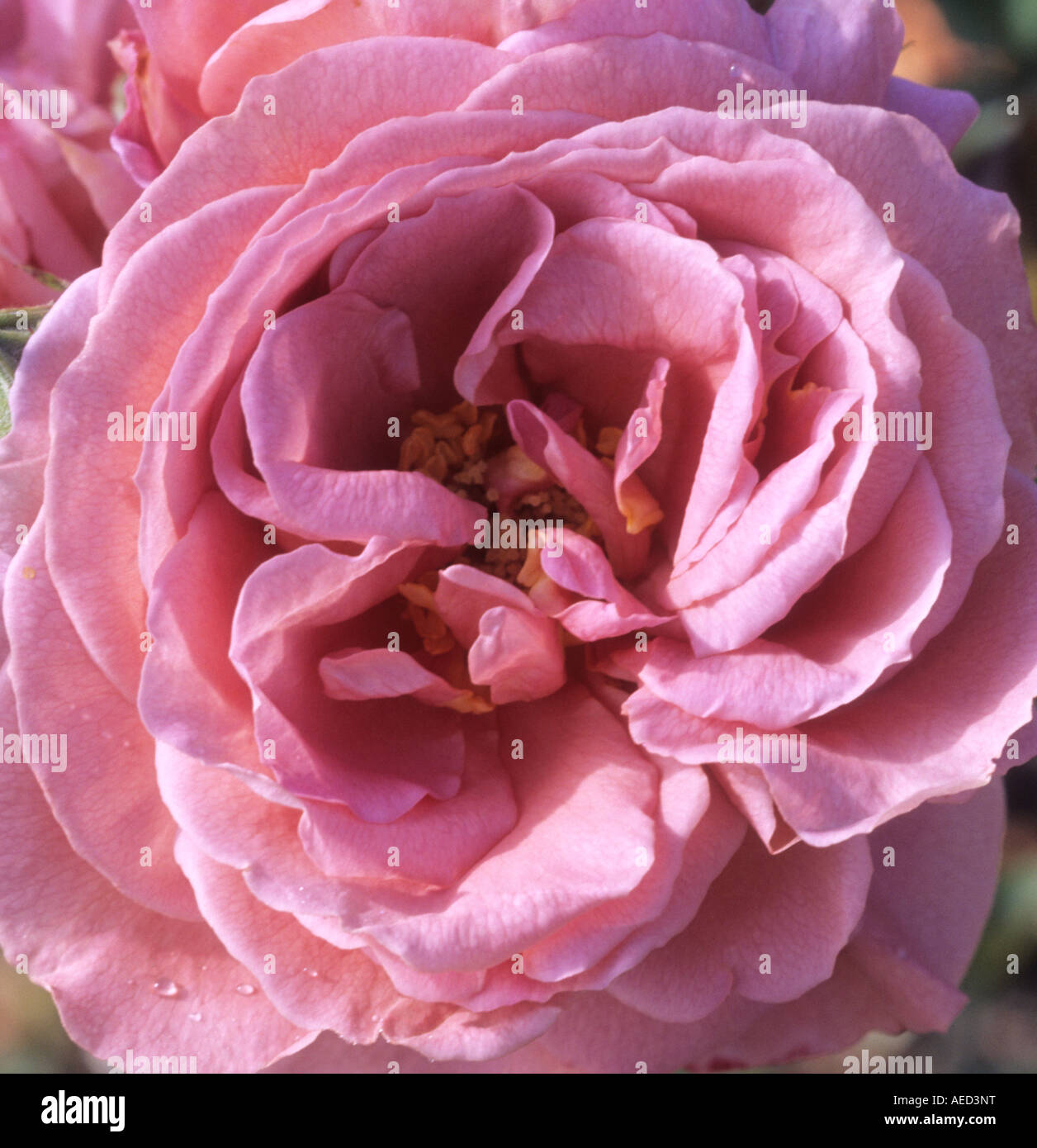 shrub rose Rosa Nimbus Stock Photo - Alamy