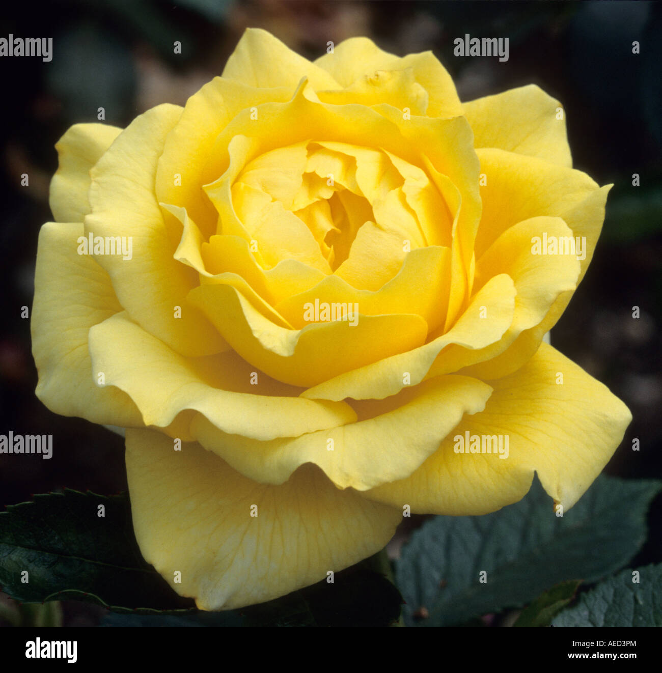 shrub rose Rosa 'Princess Michael of Kent' Stock Photo