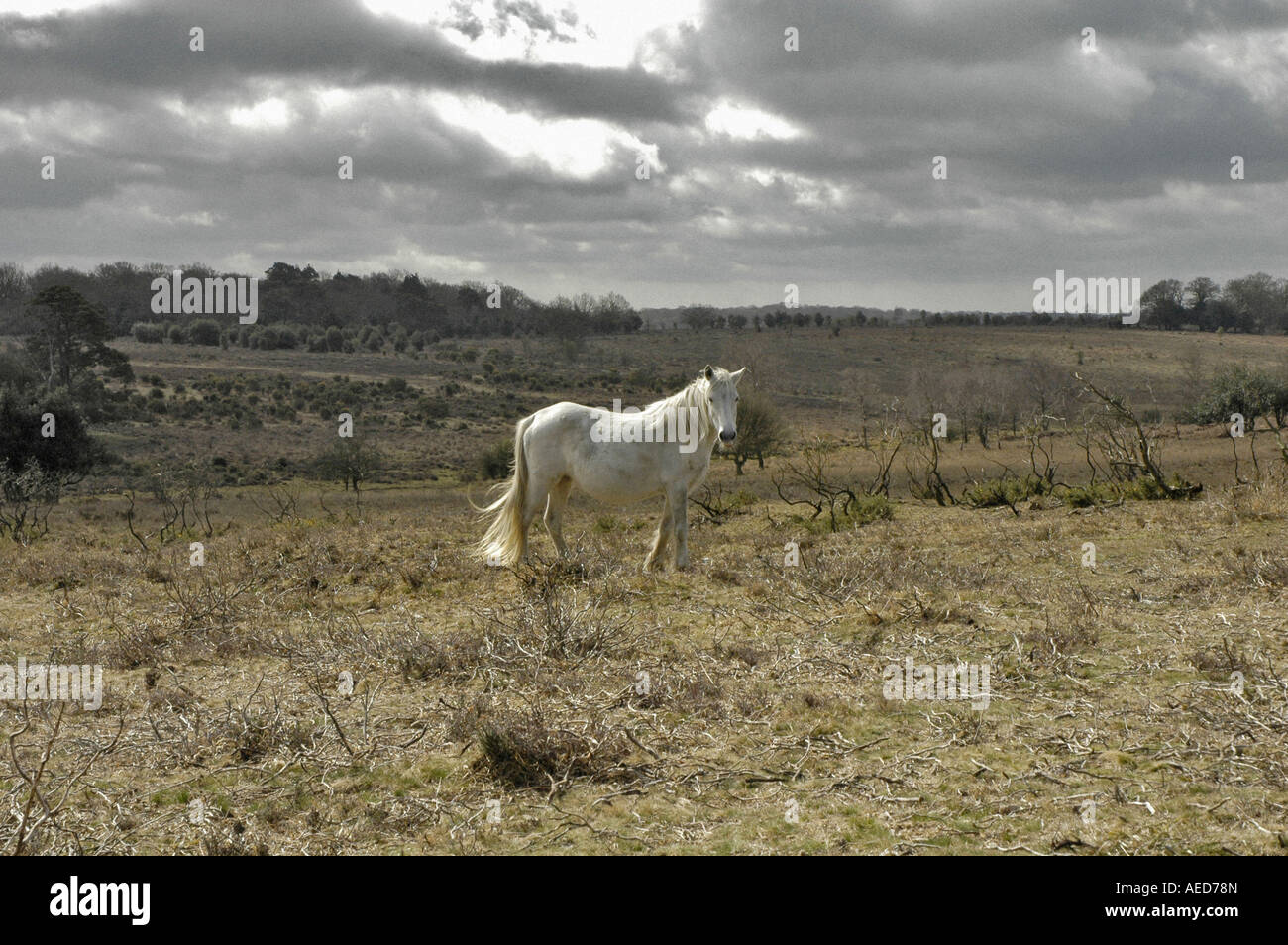 wild white pony, new forest, england Stock Photo