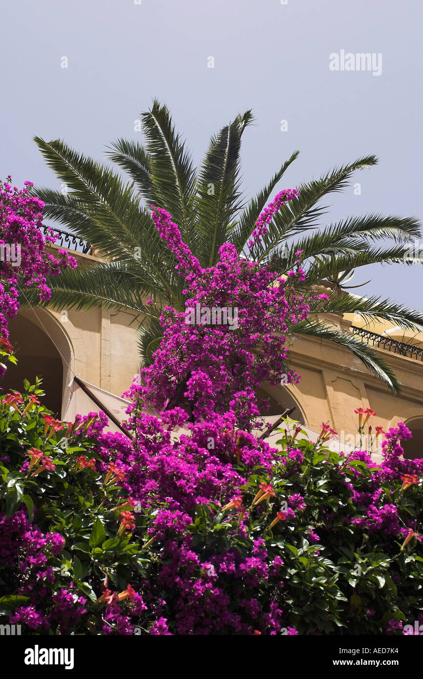 Purple bougainvillea palm tree hi-res stock photography and images - Alamy