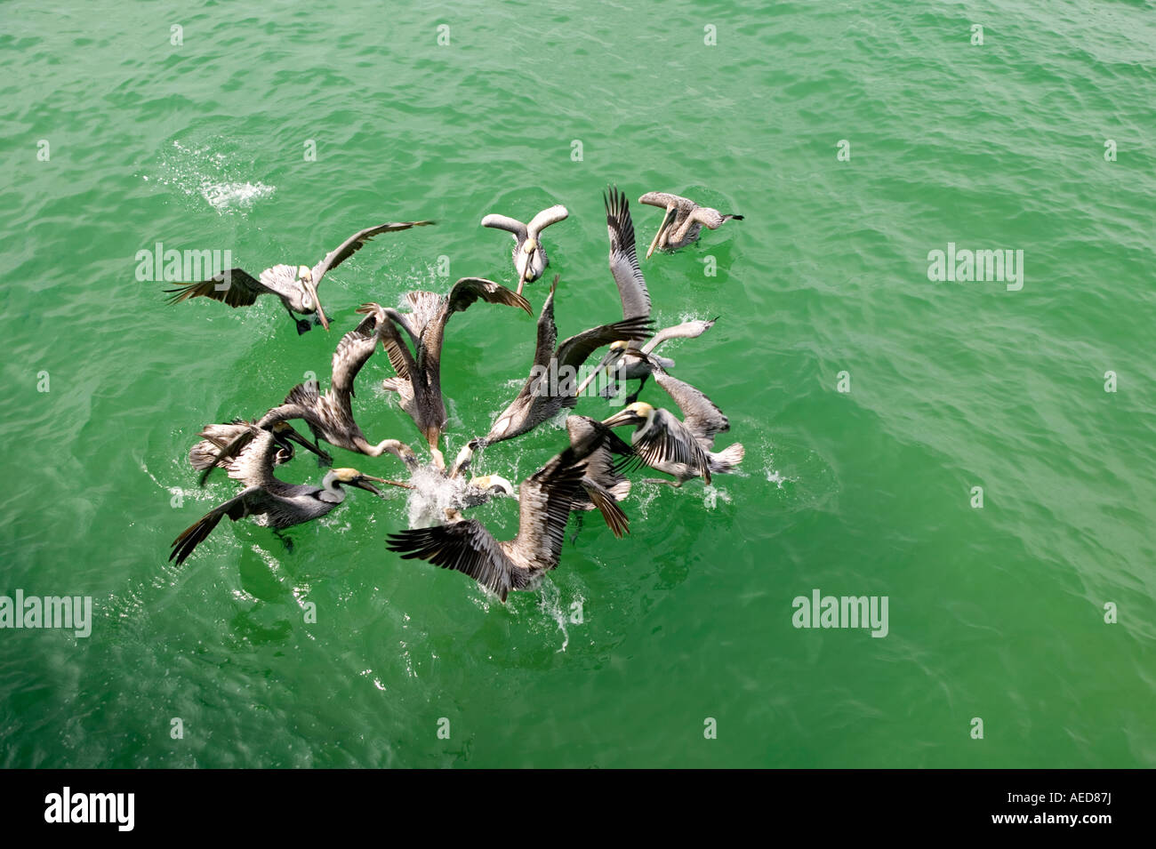 Pelican feeding hires stock photography and images Alamy