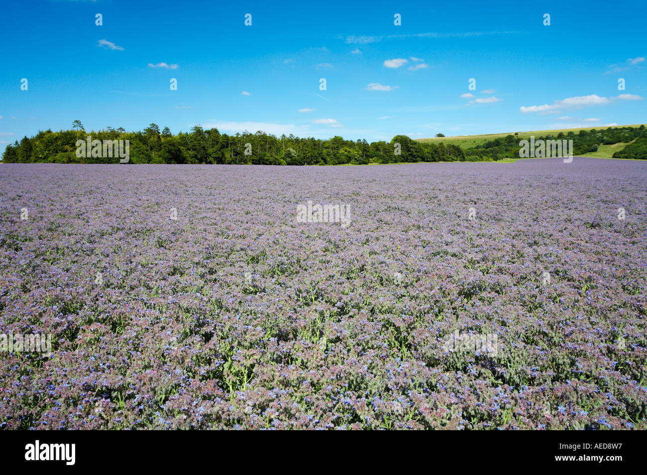 Field of blue Borage crop Hampshire UK Stock Photo