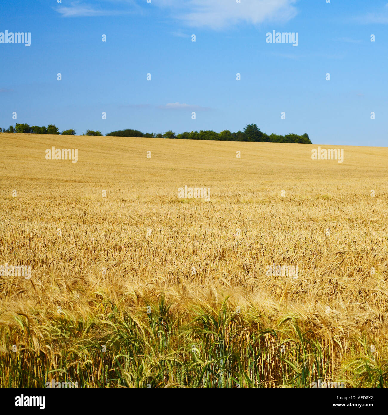 Barley harvest english hi-res stock photography and images - Alamy