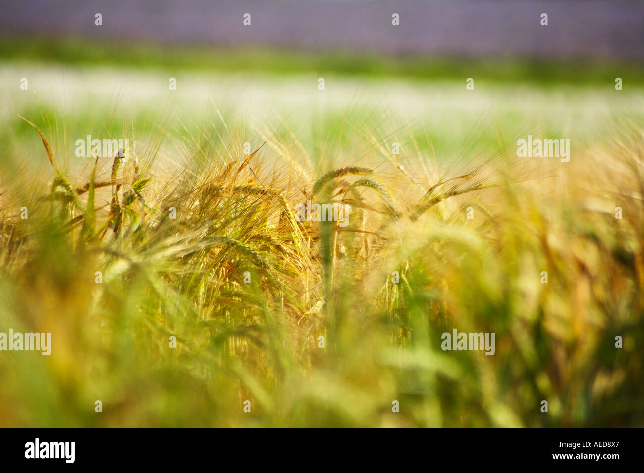 Gold barley field uk hi-res stock photography and images - Alamy