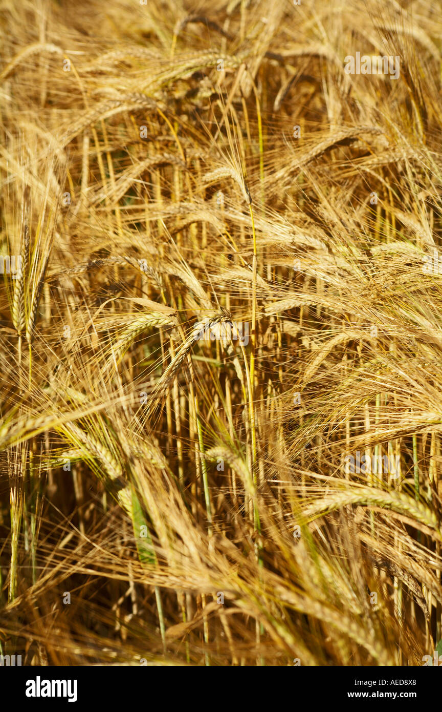 Gold barley field uk hi-res stock photography and images - Alamy