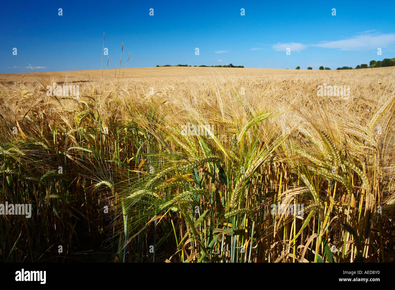 Gold barley field uk hi-res stock photography and images - Alamy