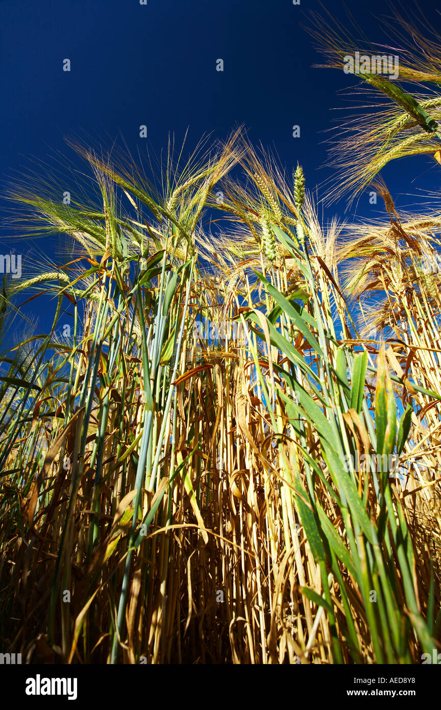 Gold barley field uk hi-res stock photography and images - Alamy
