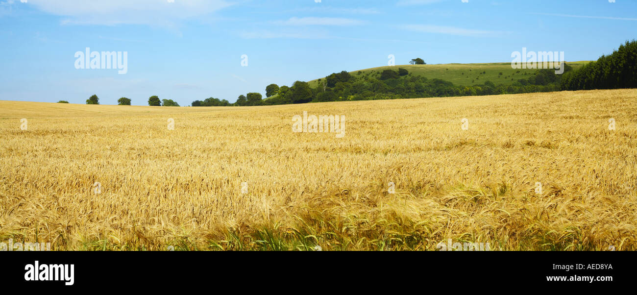 Golden field of ripe barley below Ladle Hill Fort Great Litchfield Down
