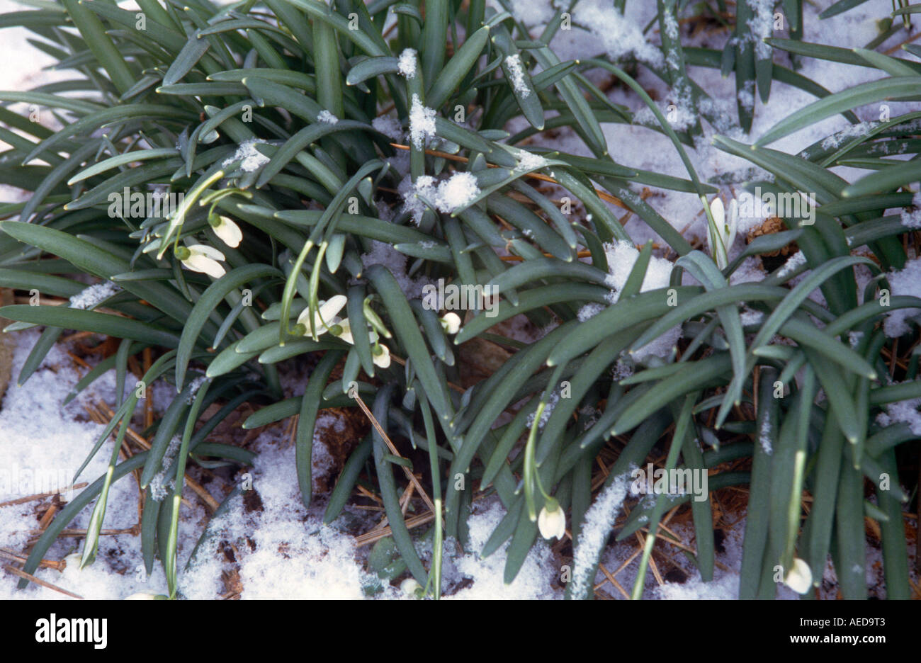 Snowdrops In Snow Epsom Surrey England Stock Photo