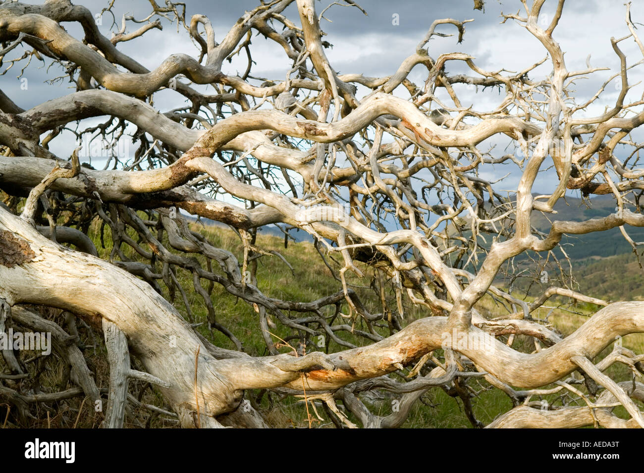 Scots pine tree hi-res stock photography and images - Alamy