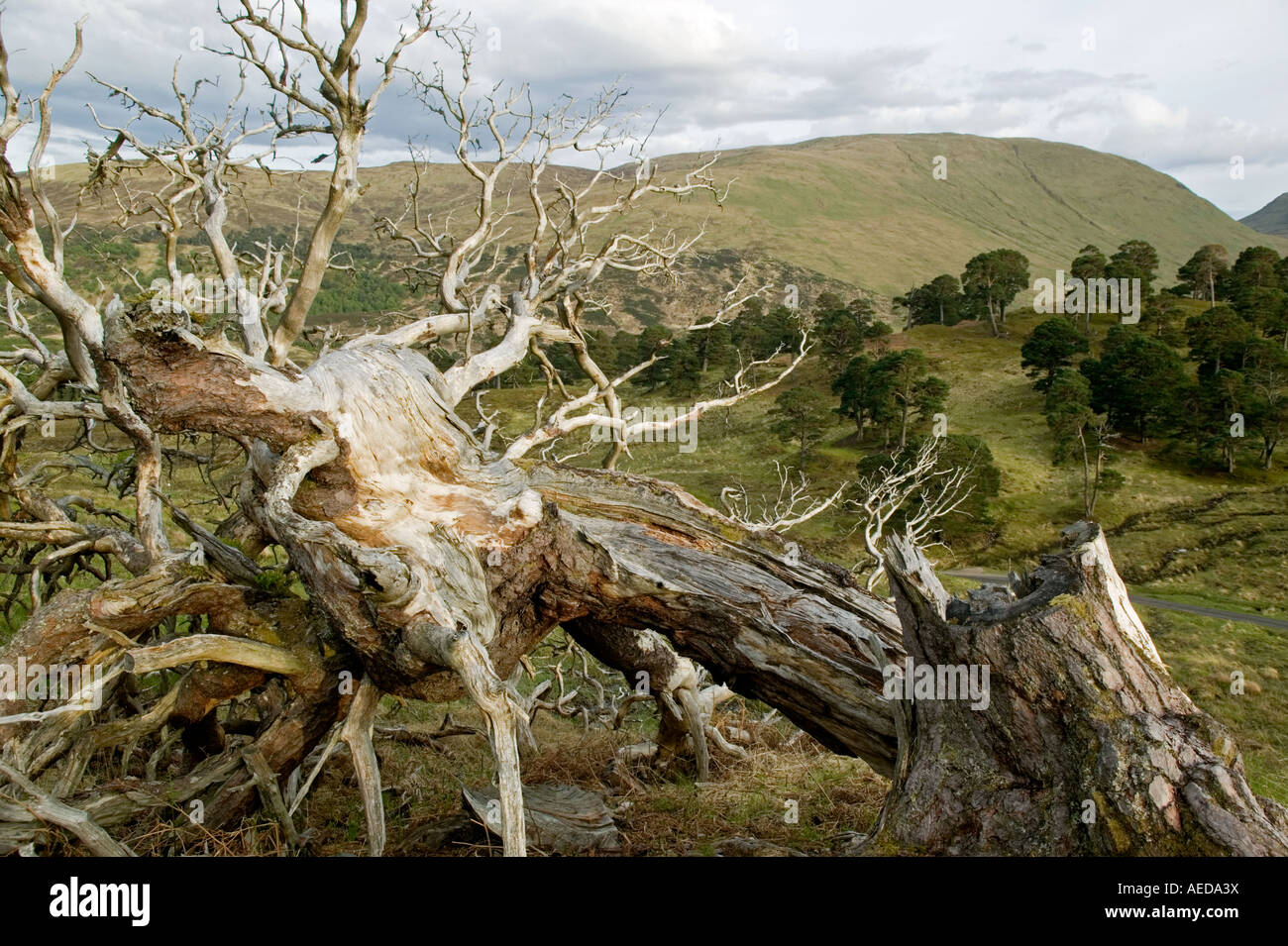 the roots and trunk of a dead scots pine tree blown over in Glen Lyon Scotland Stock Photo