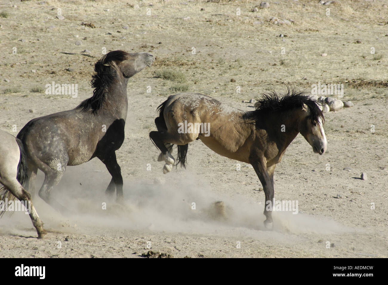 bucking wild horses Stock Photo Alamy