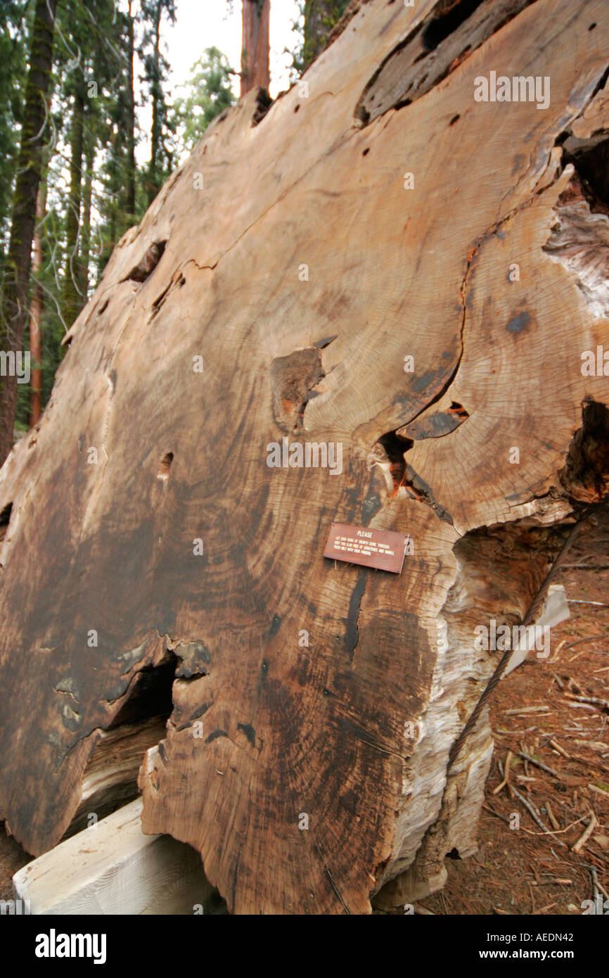 Sequoia National Park and Forest California USA Giant Sequoia Slice of tree believed to be over 2000 years old Stock Photo