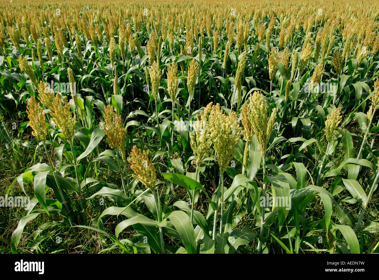 Field of millet, sud Touraine, France Stock Photo Alamy
