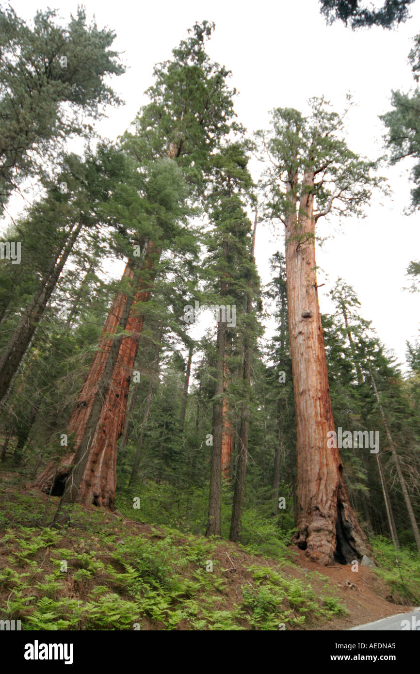 Sequoia National Park and Forest California USA Giant Sequoia Stock