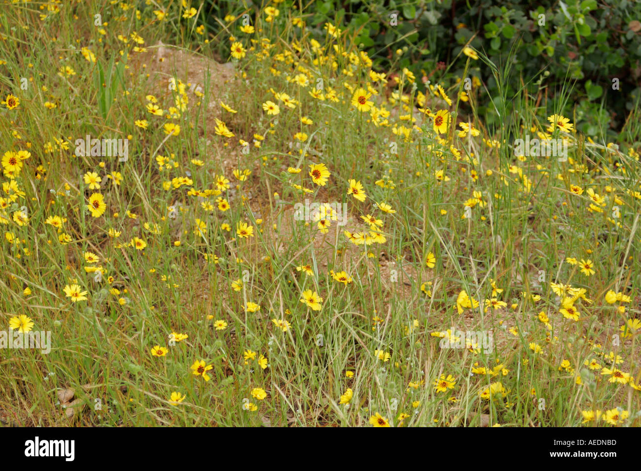 Sequoia National Park and Forest California USA Generals Highway Deltoid Balsam root Balsamorhiza deltoidea Stock Photo